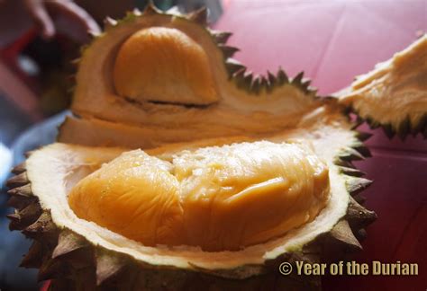 puyat picture|TASTING PUYAT DURIAN: About Being A Small .